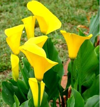 Zantedeschia, кала лилия крем - луковица / грудка / корен