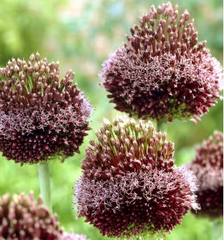 Allium Forelock