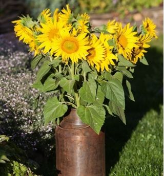 Sárga Napraforgómag - Helianthus annuus - 40 mag - magok