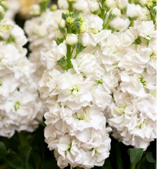 Garten-Levkoje Albita Samen - Matthiola incana annua - 300 Samen