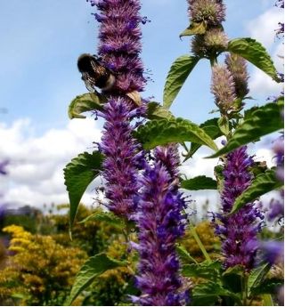Hyssop Tricolor Trio seeds - Hyssopus officinalis - 100 seeds