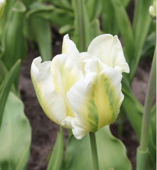 チューリップスーパーオウム - チューリップスーパーオウム -  5球根 - Tulipa Super Parrot