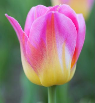 Tulp Tom Pouce - pakket van 5 stuks - Tulipa Tom Pouce