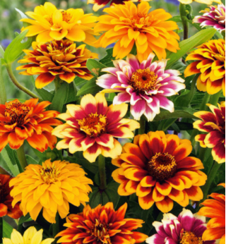 Zinnia elegans - Persian Carpet - 350 semillas - mix