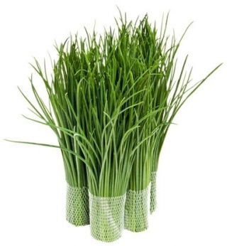 BIO Schnittlauch "Medium Leaf" - zertifizierte Bio-Samen - 