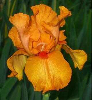 Iris germanica Narancs - nagy csomag! - 10 db.