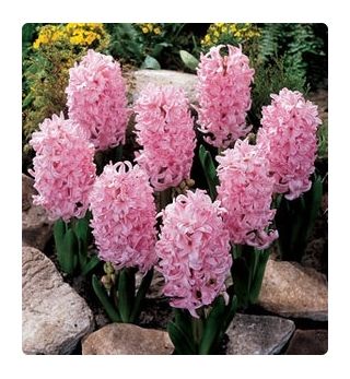 Hyacinth Fondant - confezione grande! - 30 pezzi - 