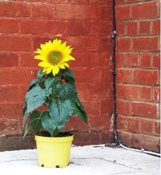 Sárga Napraforgómag - Helianthus annuus - 40 mag - magok