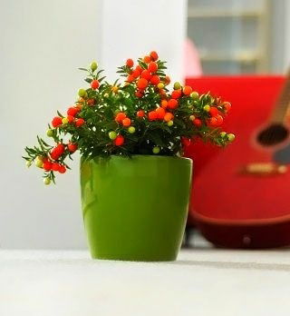 Blumentopf "Coubi Duo" ø 19 cm - neuolivgrün - 