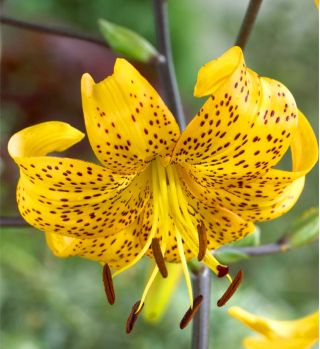 Zambak, Zambak Sarı Tiger - ampul / yumru / kök - Lilium Yellow Tiger