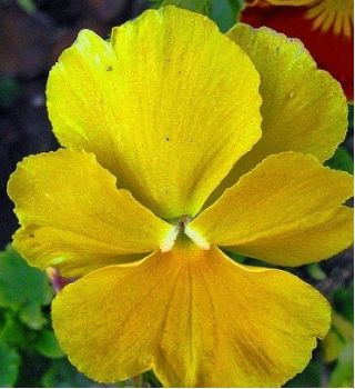 เมล็ดกะเทยยักษ์เหลือง - วิโอล่า x วิทเทอร์เซียน่า - 400 เมล็ด - Viola x wittrockiana 