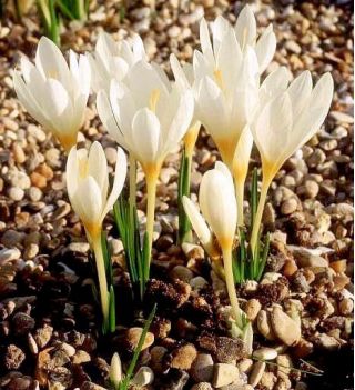 Crocus Ochroleucus - 10 bulbs
