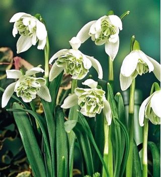 Galanthus nivalis - Flore Pleno - paquet de 3 pièces