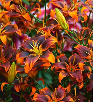 Lilium, Lily Forever Susan