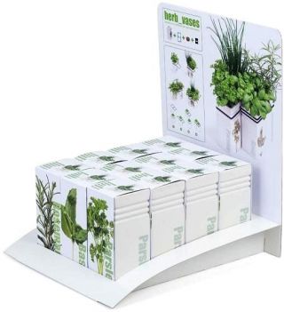 Coriandolo in un vaso di ceramica - Il giardino delle erbe nella tua cucina - 