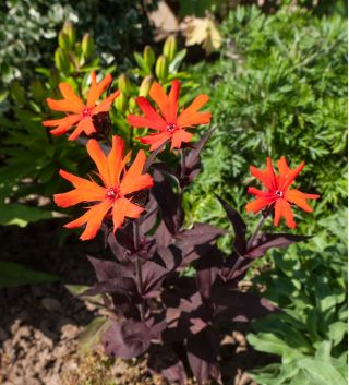 Sjemenke limunske naranče - Lychnis arkwrightii - 90 sjemenki - Lychnis x arkwrightii