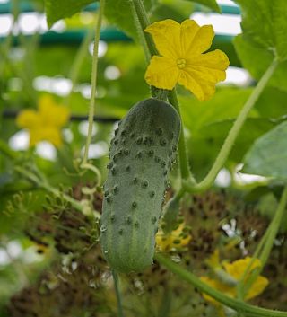  Огурец посевно́й - Hela F1 - семена на ленте    - Cucumis sativus