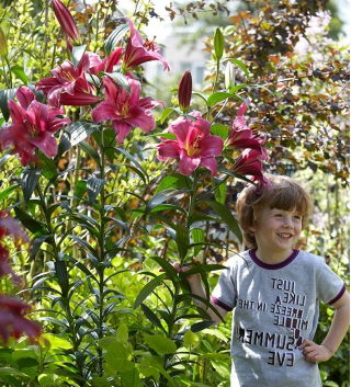 Tree Lily Lilium Purple Prince  - XL pack - 50 pcs