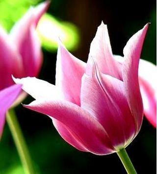 Tulipa Claudia - Tulip Claudia - 5 bulbs