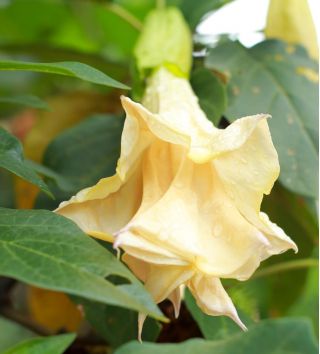 Semillas Datura Metel - Datura metel fl.pl - 14 semillas - Datura metel L.