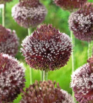Allium Forelock