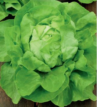 Lattuga cappuccina- Ewelina - Lactuca sativa L. var. Capitata - semi