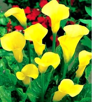 Zantedeschia, кала лилия крем - луковица / грудка / корен