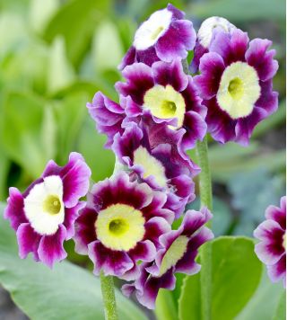 Garten-Aurikel - Primula x pubescens – 110 Samen