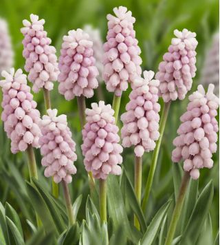 Pärlhyacintssläktet - Pink Sunrise - Muscari