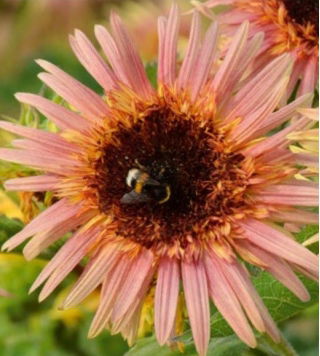 Fleurs polonaises Tournesol de taille moyenne &quot;Astra Rose&quot; - 