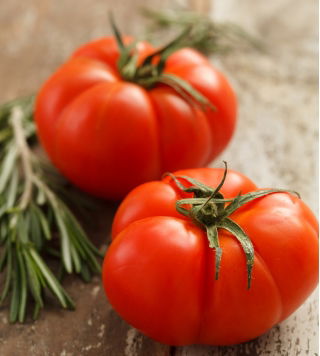 Tomate de invernadero &quot;Tukan F1&quot; - paquete más grande - 