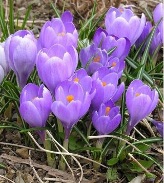  Krokus Remembrance - pakket van 10 stuks - Crocus Remembrance