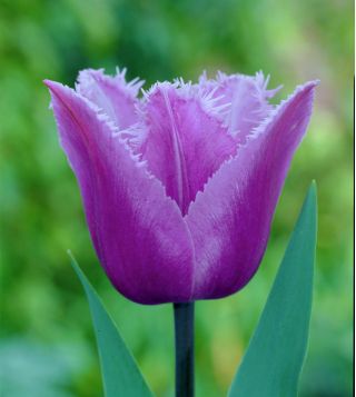 Tulipa Blue Heron - Tulip Blue Heron - 5 bulbs