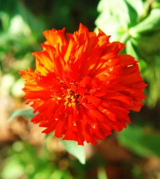 Chrysanthemum-flowered zinnia "Red Man" - red - 108 seeds
