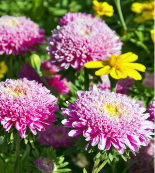 Prince Aster - 625 semen - Callistephus chinensis - semena