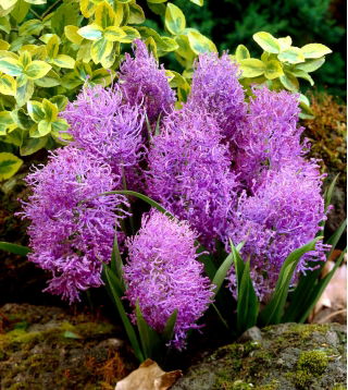 Muscari Plumosum - Grape Hyacinth Plumosum - 5 bulbs