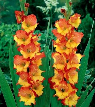 Gladiolus, Gladiole, Schwertblume Princess Margaret Rose - 5 Zwiebeln