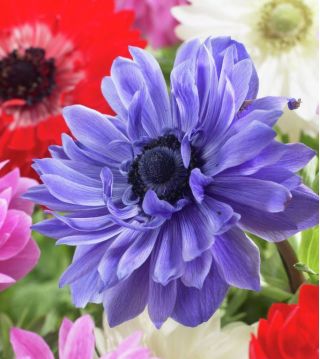 Anemone Lord Lieutenant - 8 bulbs