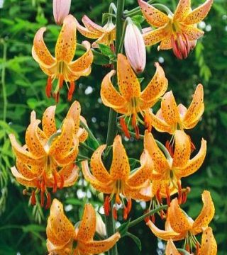 Lilium, Lily Martagon Yellow