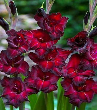 Glaïeuls - mix - paquet de 5 pièces - Gladiolus