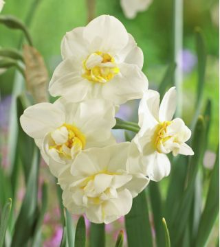 Narcissus Cheerfulness – Narzisse Cheerfulness - 5 Zwiebeln