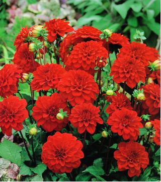 Dahlia Gallery Singer