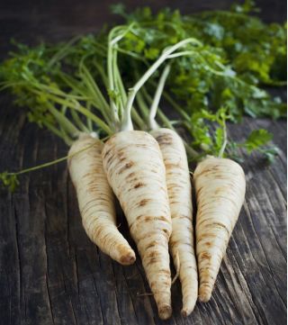 Benih rekaman - Parsley "Berliner Halblange" - varietas terlambat - Petroselinum crispum  - biji