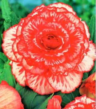 Begonia Marmorata - 2 cibuľky - Begonia x tuberhybrida