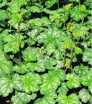 Keijunkukat - Dale's Strain - Heuchera