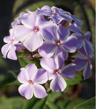 フロックスオールインワン - 球根/塊茎/根 - Phlox