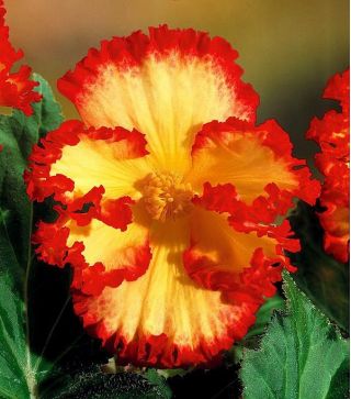 Begonia x tuberhybrida - Marginata Yellow - paquet de 2 pièces
