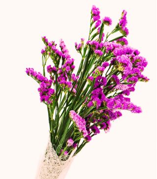 Limonka chobotnatá - karmínová - Limonium sinuatum - Sytě růžové květy, letní elegance - Čerstvá semena