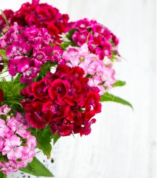 Слатко семе Виллиама - Диантхус барбатус - 900 семена - Dianthus barbatus