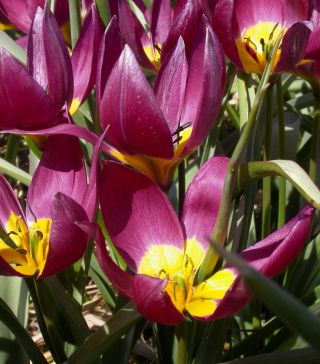 Tulipa Eastern Star - Lale Doğu Yıldızı - 5 ampul